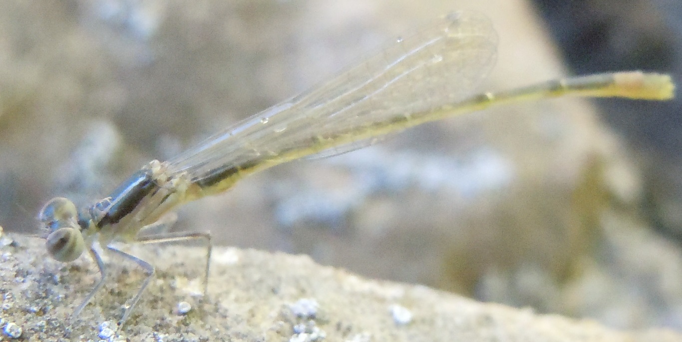 Ischnura sp.  - Barcellona (Spagna)